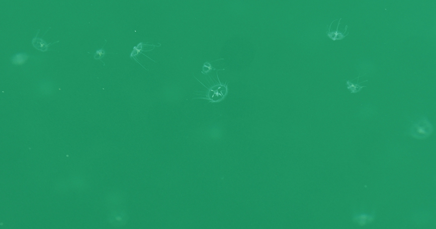 Henan: medusa d'acqua dolce appare nelle acque del monte Mangdang
