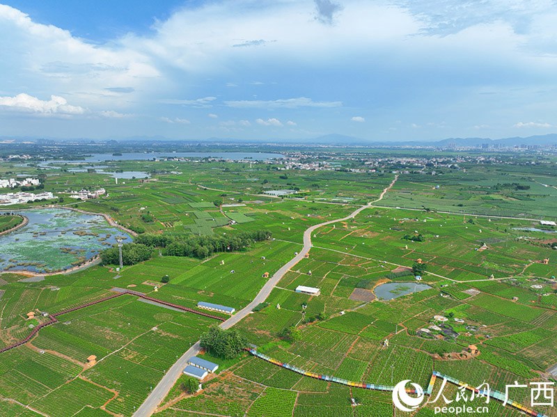 Hengzhou: il profumo dei 10.000 mu di gelsomino