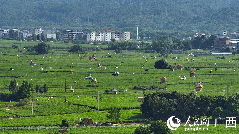 Hengzhou: il profumo dei 10.000 mu di gelsomino