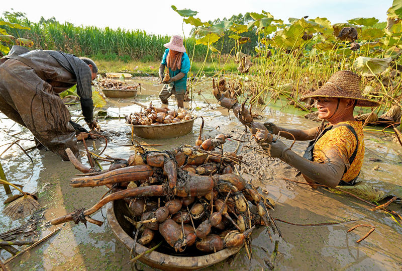Nanning, Guangxi: le industrie caratteristiche potenziano la rivitalizzazione rurale