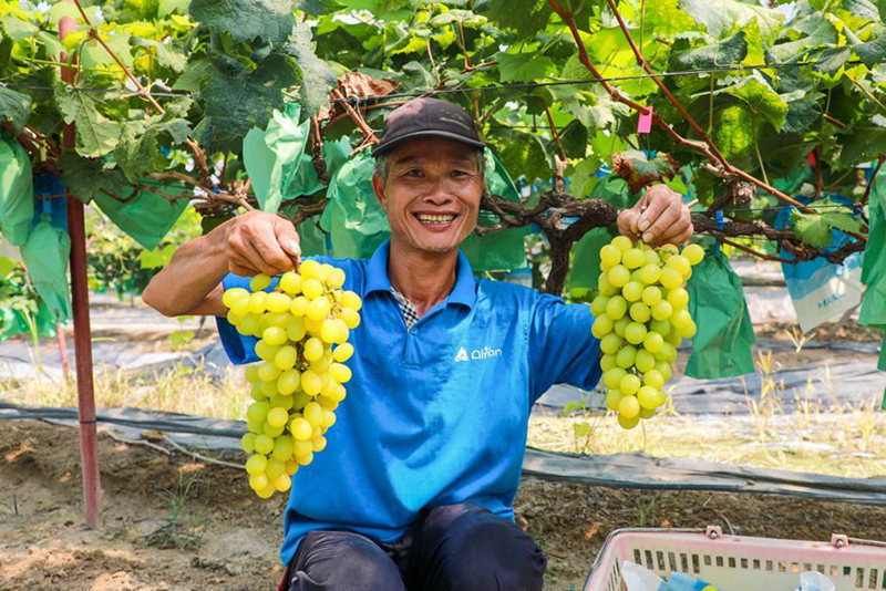 Nanning, Guangxi: le industrie caratteristiche potenziano la rivitalizzazione rurale