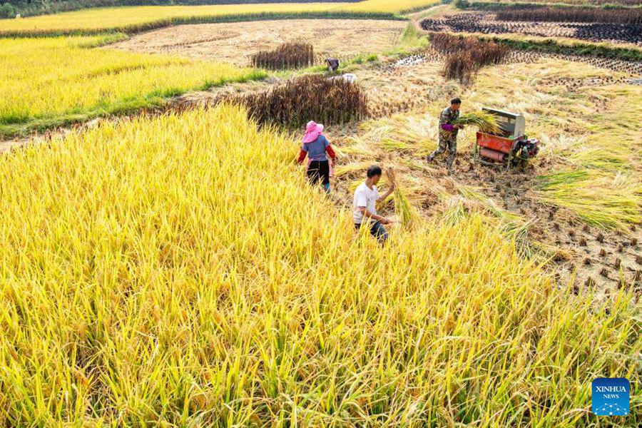 Chongqing: gli agricoltori raccolgono il riso nelle risaie