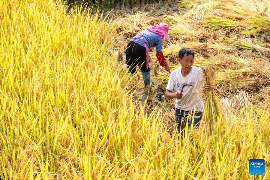 Chongqing: gli agricoltori raccolgono il riso nelle risaie