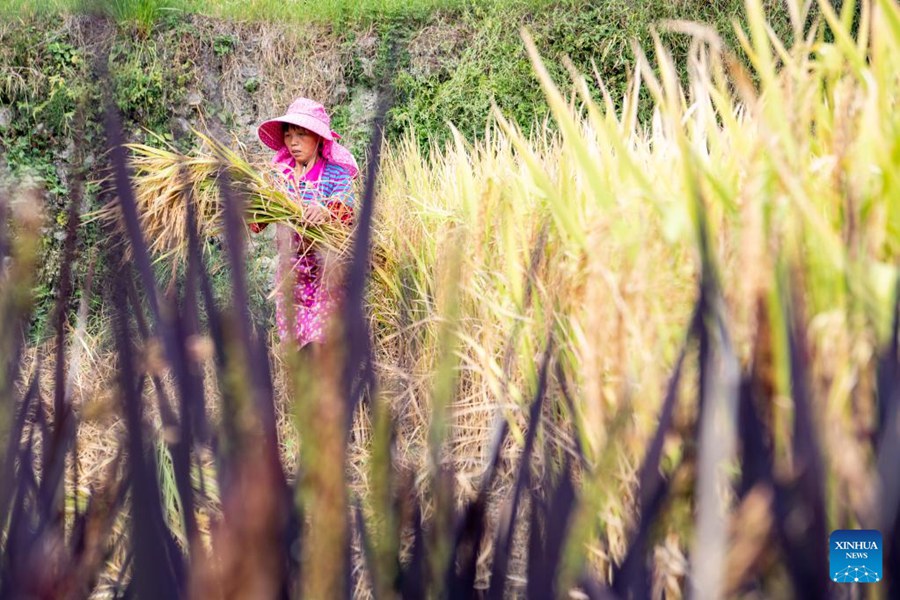 Chongqing: gli agricoltori raccolgono il riso nelle risaie
