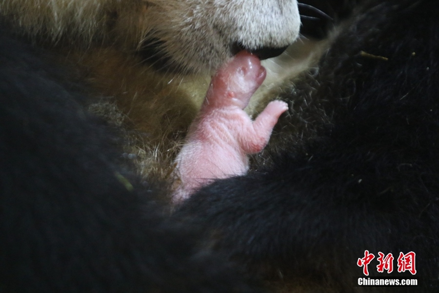 Xi'an: panda di Qinling dà alla luce un cucciolo
