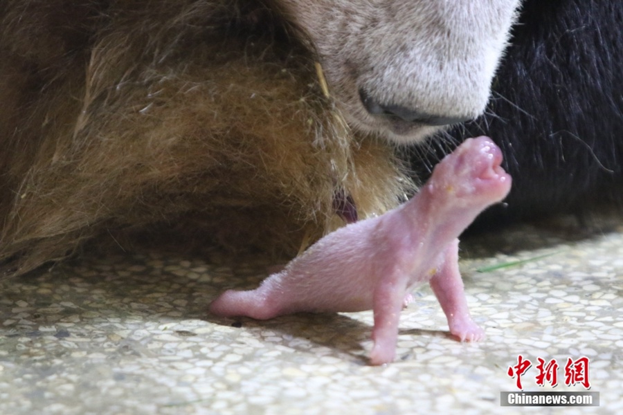 Xi'an: panda di Qinling dà alla luce un cucciolo