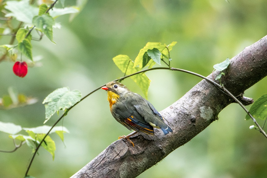 Chongqing: uccelli si divertono in un ambiente ecologico migliorato
