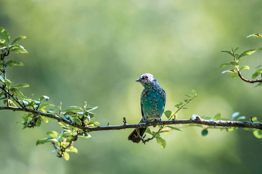 Chongqing: uccelli si divertono in un ambiente ecologico migliorato