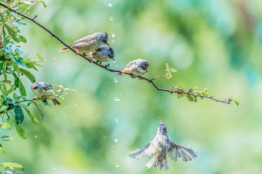 Chongqing: uccelli si divertono in un ambiente ecologico migliorato