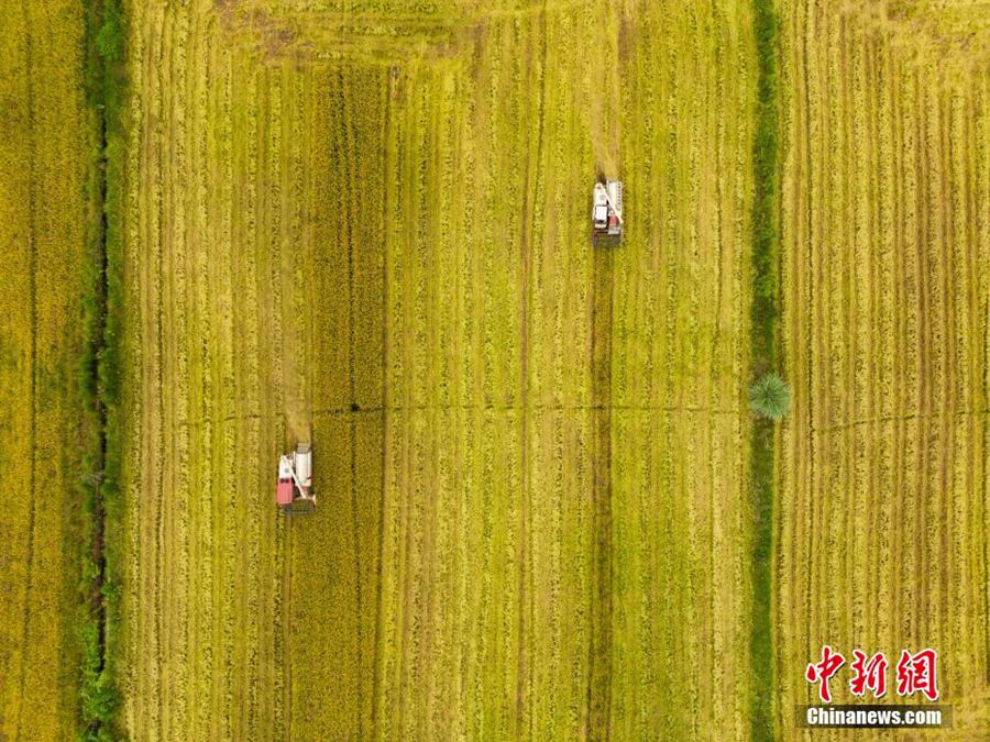 Chengdu: 3300 mu di risaie inaugurano la stagione del raccolto