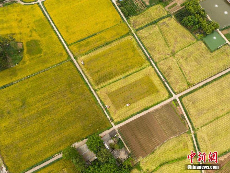 Chengdu: 3300 mu di risaie inaugurano la stagione del raccolto
