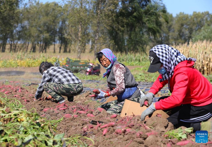 Liaoning: la contea di Kangping celebra il raccolto eccezionale