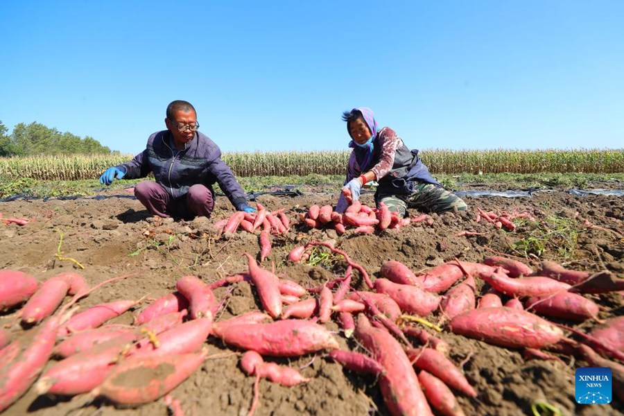 Liaoning: la contea di Kangping celebra il raccolto eccezionale