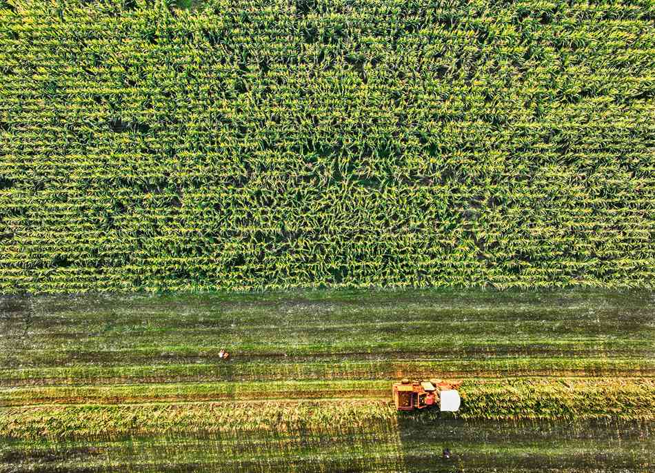 Intense attività di raccolto all'equinozio d'autunno