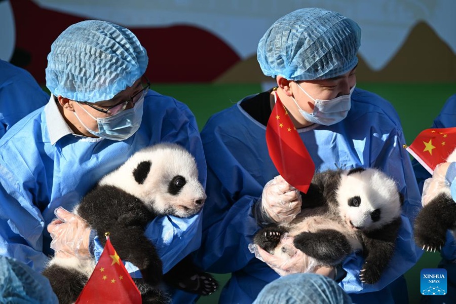 Chengdu: i cuccioli di panda incontrano il pubblico