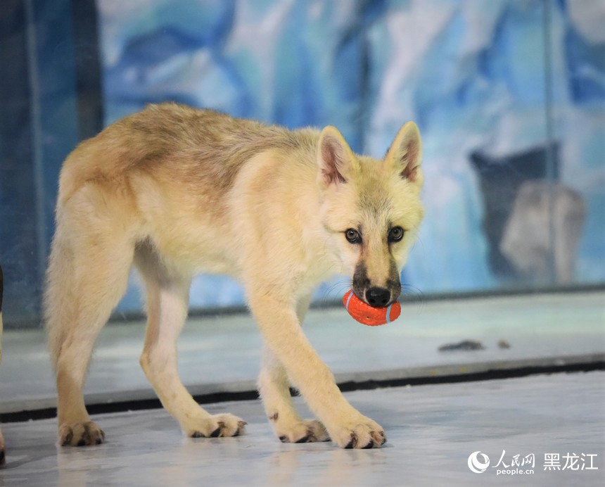 Il primo lupo artico clonato al mondo incontra il pubblico all'Harbin Polar Park