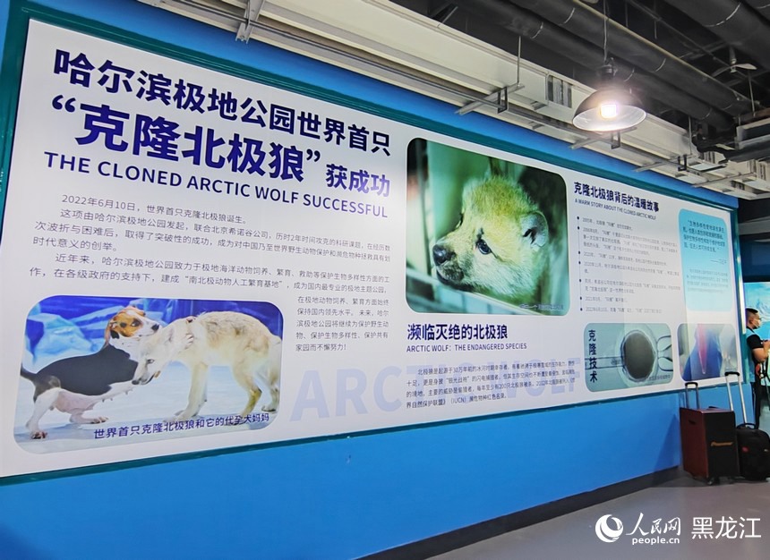 Il primo lupo artico clonato al mondo incontra il pubblico all'Harbin Polar Park