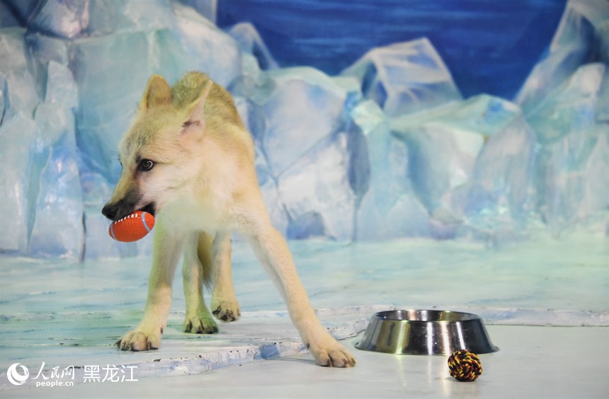 Il primo lupo artico clonato al mondo incontra il pubblico all'Harbin Polar Park