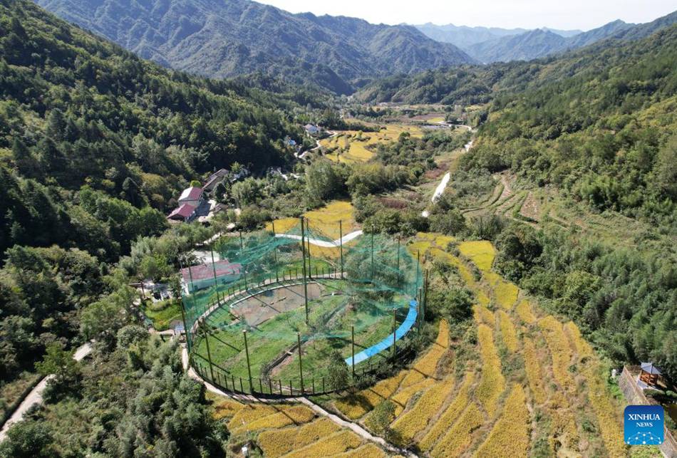 La contea di Ningshan si impegna per la protezione ecologica e lo sviluppo verde