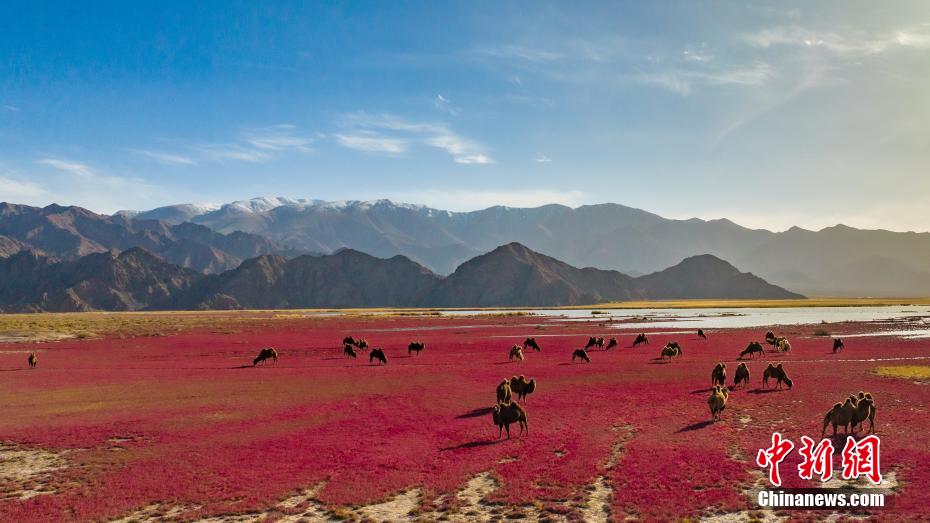 Qinghai: i cammelli camminano lungo un 