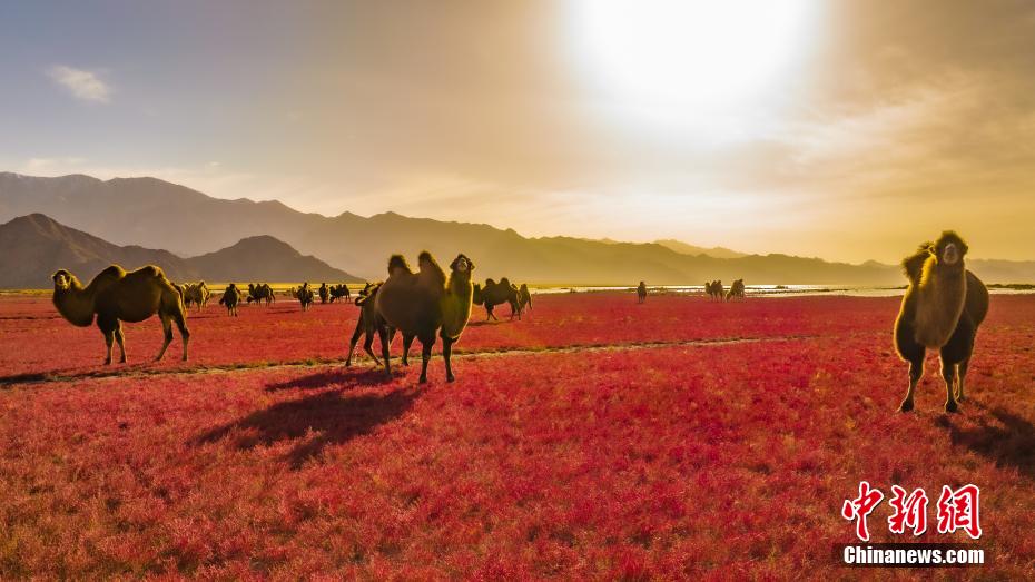 Qinghai: i cammelli camminano lungo un 