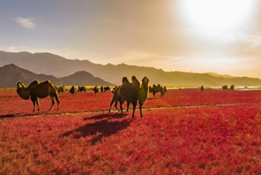 Qinghai: i cammelli camminano lungo un "tappeto rosso"