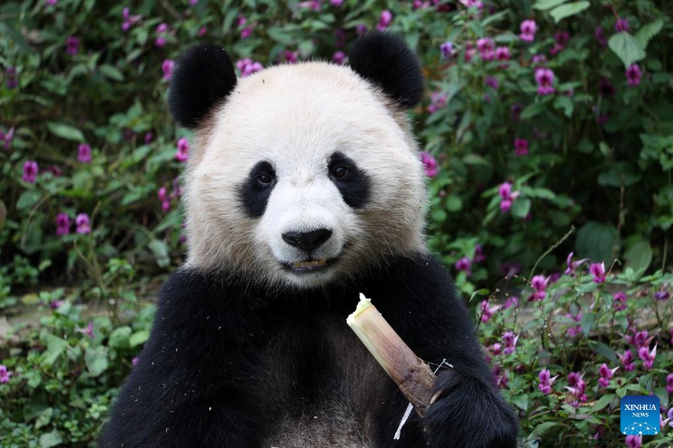 Due panda giganti lasciano la base di allevamento cinese per il Qatar