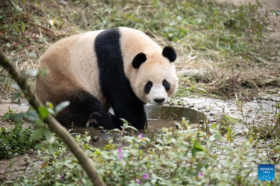 Due panda giganti lasciano la base di allevamento cinese per il Qatar