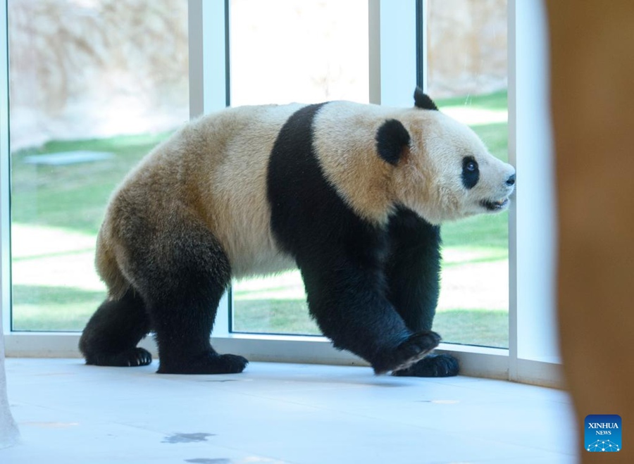 I panda giganti cinesi arrivano in Qatar