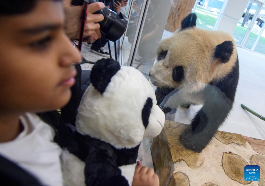 I panda giganti cinesi arrivano in Qatar