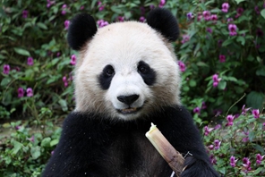 Due panda giganti lasciano la base di allevamento cinese per il Qatar