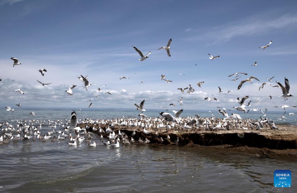 Lago Qinghai, rifugio ecologico
