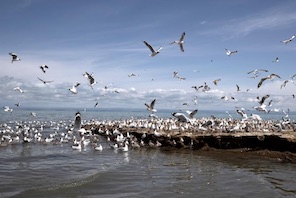 Lago Qinghai, rifugio ecologico