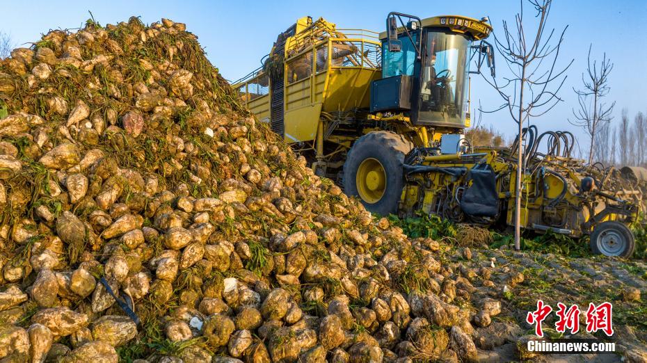 Xinjiang: il raccolto di barbabietola da zucchero supera le 13.000 tonnellate