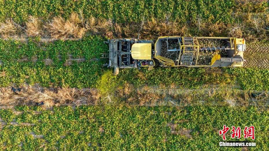 Xinjiang: il raccolto di barbabietola da zucchero supera le 13.000 tonnellate