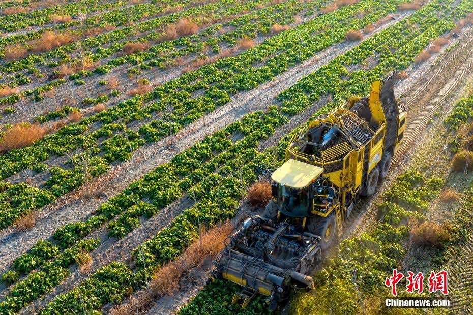 Xinjiang: il raccolto di barbabietola da zucchero supera le 13.000 tonnellate