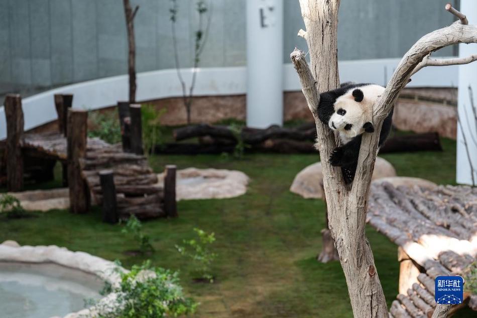 Qatar Panda House apre ufficialmente al pubblico