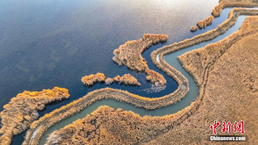 Xinjiang: i fiori di canna d'oro aggiungono bellezza al lago Bosten