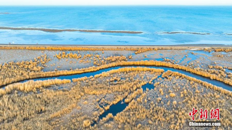 Xinjiang: i fiori di canna d'oro aggiungono bellezza al lago Bosten