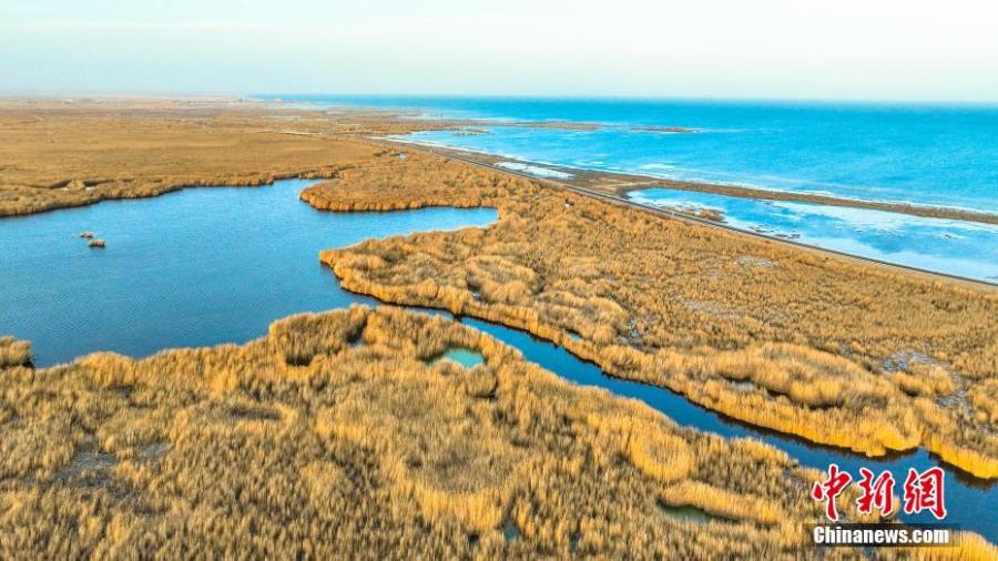 Xinjiang: i fiori di canna d'oro aggiungono bellezza al lago Bosten