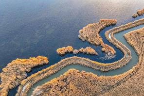 Xinjiang: i fiori di canna d'oro aggiungono bellezza al lago Bosten