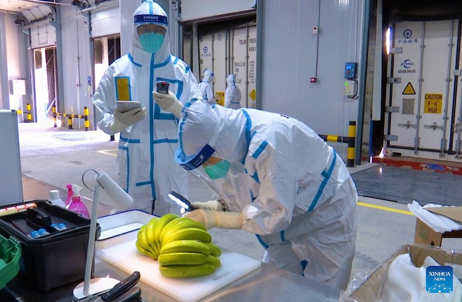 Un membro del personale ispeziona le banane importate nella città di confine di Mohan, nella provincia dello Yunnan, sud-ovest della Cina. (1 dicembre 2022 - Xinhua)