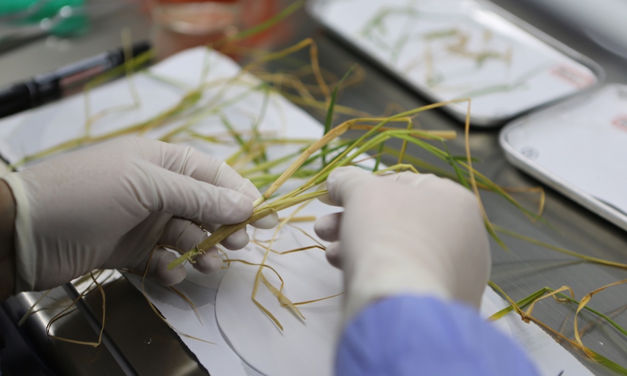 Scienziati cinesi completano gli esperimenti sul ciclo di vita del riso e dell'Arabidopsis nello spazio