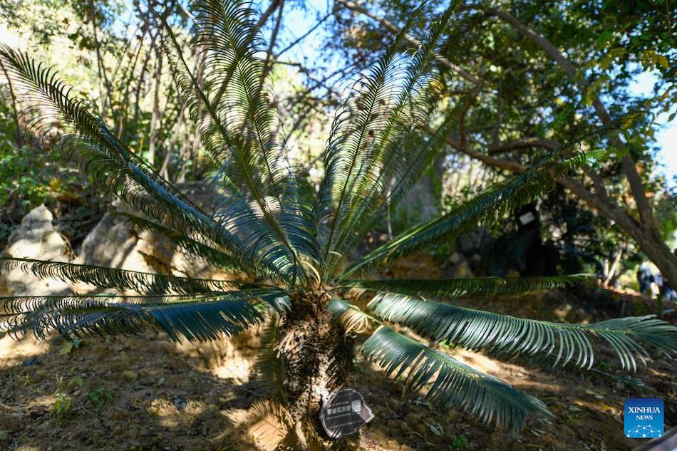 Sichuan: le montagne spoglie tornano verdi grazie al ripristino ecologico