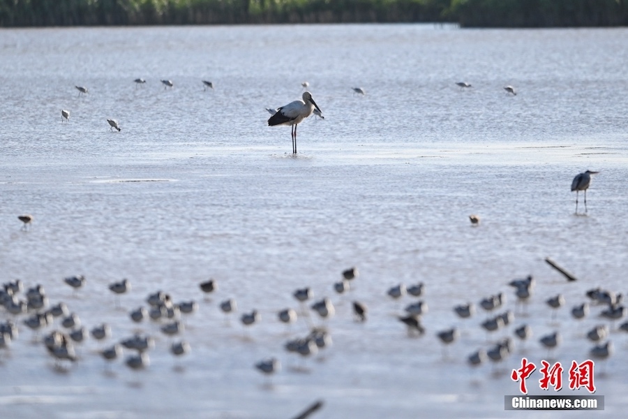 Guangzhou: la cicogna bianca orientale appare nella zona umida di Nansha