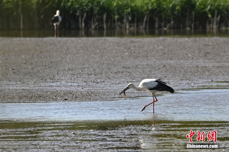 Guangzhou: la cicogna bianca orientale appare nella zona umida di Nansha