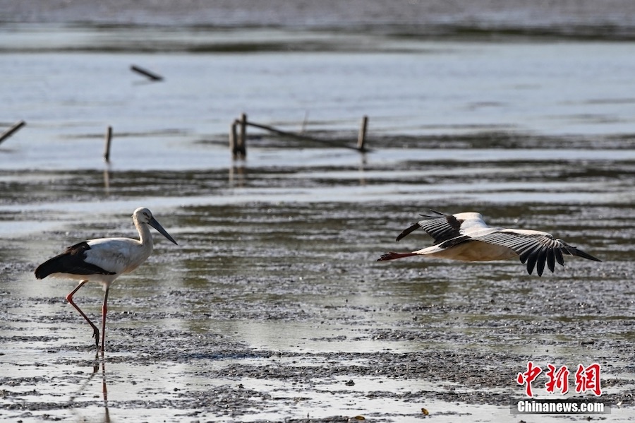 Guangzhou: la cicogna bianca orientale appare nella zona umida di Nansha