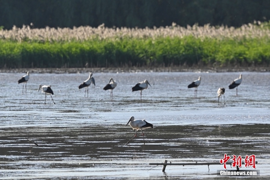 Guangzhou: la cicogna bianca orientale appare nella zona umida di Nansha