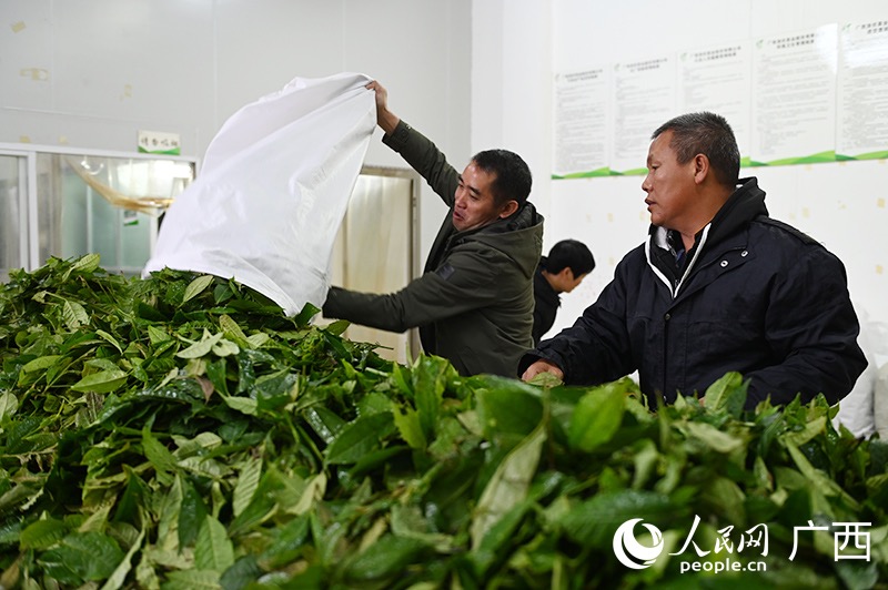 Guangxi: l'esplorazione del tè Liubao