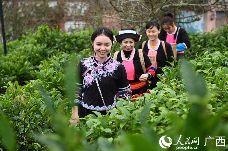 Alla mattina, le coltivatrici di tè locali vanno a raccogliere il tè invernale. (Foto/Shen Quanchi)